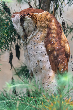 Sleeping Oriental Bay Owl (Phodilus badius)