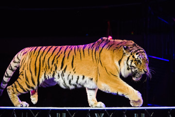 Tiger performs tricks in the circus arena