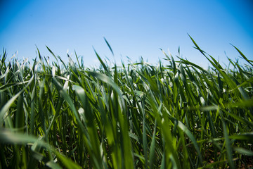 Obraz premium Winter wheat seedlings