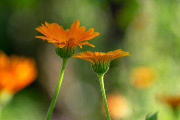 Calendula officinalis bright orange flowers in bloom, beautiful medical flowering plant