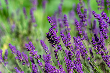 Lavandula angustifolia bunch of flowers in bloom, purple scented flowering plant
