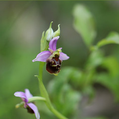 orchidée cachée dans les herbes 