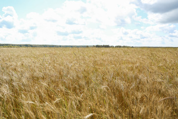 golden wheat field in summer