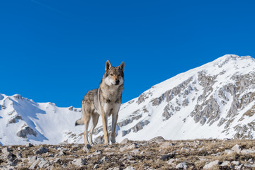 ritratto di un cane lupo cecoslovacco sulle nevi di campoforogna