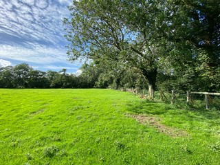 Looking into an empty open green field, with old trees, and a wooden fence, and cloudy skies above near, Aysgarth, Leyburn, UK