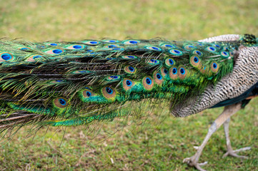 Male peacock bird, Pavo cristatus, with tail feathers down