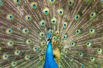 Obraz premium Male peacock bird, Pavo cristatus, squarking with full display tail feathers