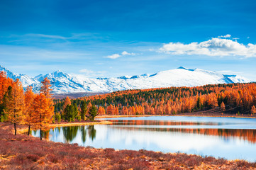 Kidelu lake in Altai mountains, Siberia, Russia. Snow-covered mountain peaks with yellow autumn forest. Beautiful autumn landscape.