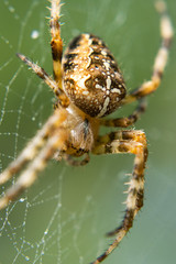 primo piano di ragno crociato, sulla sua ragnatela, con sfondo verde