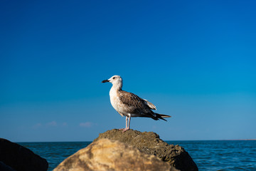 gull on rocks against background of sea in summer