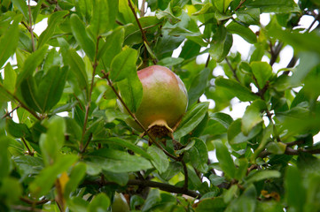 the fruit of a blooming pomegranate.  agriculture, nature