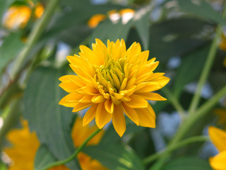 yellow flowers Golden ball in August