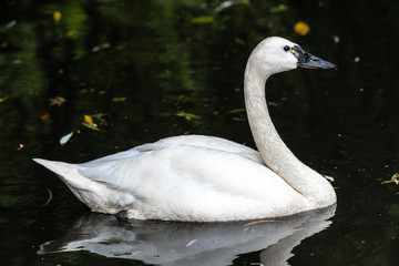 Swimming Trumpeter Swan (Cygnus buccinator)