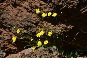FLORES

