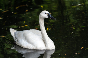 Swimming Trumpeter Swan (Cygnus buccinator)