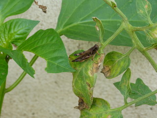 Saltamontes sobre hoja marchitada color verde