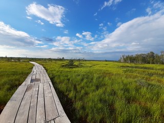 Obraz premium eco path through the swamp 