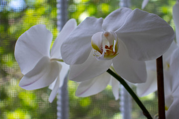 Close up view of beautiful white orchid on the windowsill