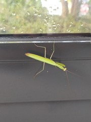 green praying mantis