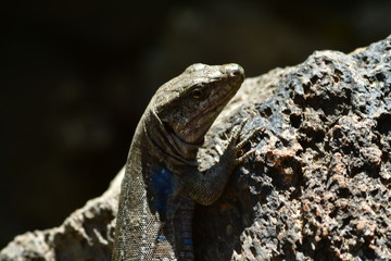 LAGARTO