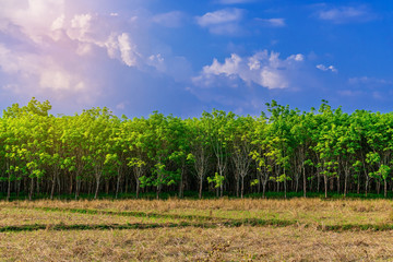 Para rubber tree in rice field, latex rubber plantation and tree rubber