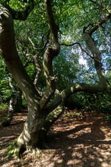 Dwarf Beech (Fagus sylvatica Tortuosa Group) Alley in Bad Nenndorf, Germany