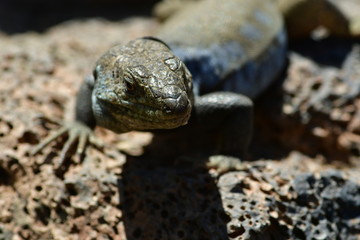 LAGARTO