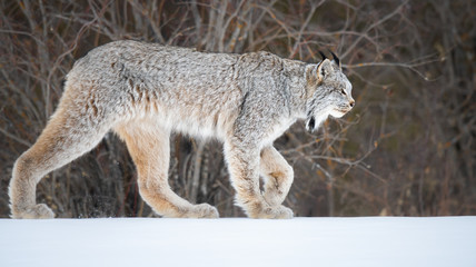 Canadian lynx in the wild
