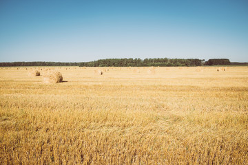 Haystacks against a background of yellow grass and blue sky. Harvesting landscape in late summer.