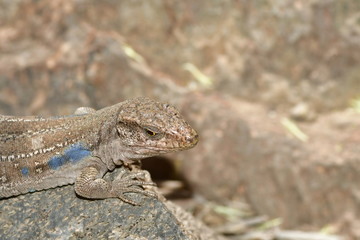 LAGARTO