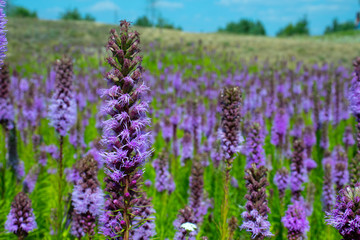 Obraz premium Close up view of beautiful blooming flowers. The flower fields. Sunny summer day.