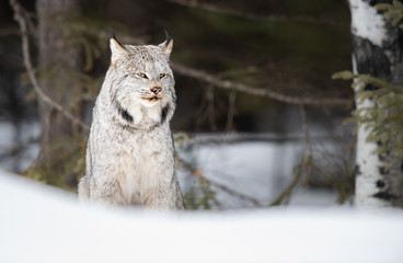 Canadian lynx in the wild