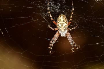 ARAÑA