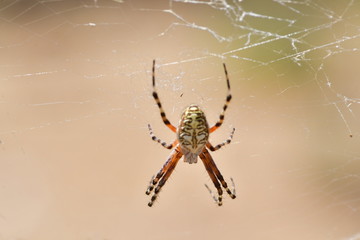 ARAÑA