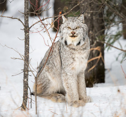 Canadian lynx in the wild