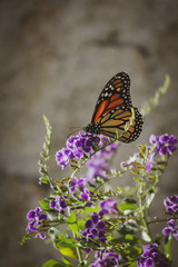 monarch butterfly on purple flower