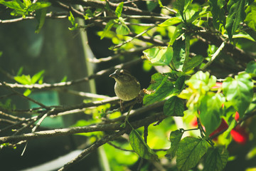 bird on the tree