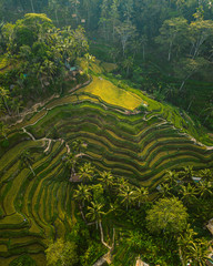 Aerial shot of the rice hills surrounded by greens and trees