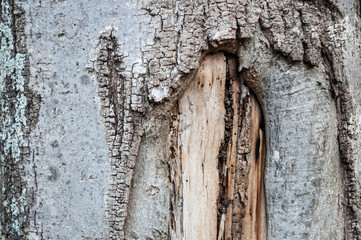 old tree bark background