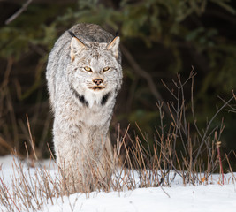 Canadian lynx in the wild