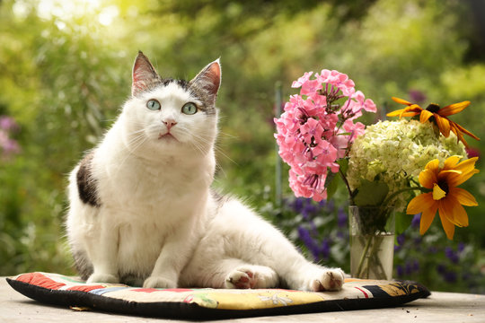 country funny cat outdoor closeup photo relaxing on patchwork pillow with flowers on green garden background