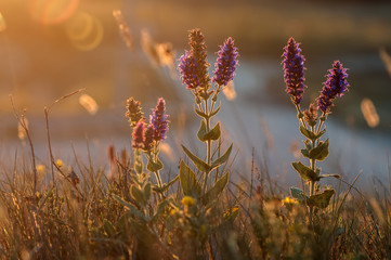 Sālvia officinālis - herbaceous plant or subshrub up to 75 cm; species of the genus Salvia (Salvia) of the family Luminous (Lamiaceae) in the wild at sunset