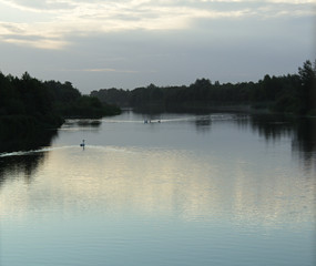 Naklejka na ściany i meble Swan on the Jubilee River
