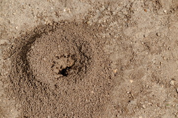 Anthill into the earth among soil and plants, ant house, mountain Plana, Bulgaria  