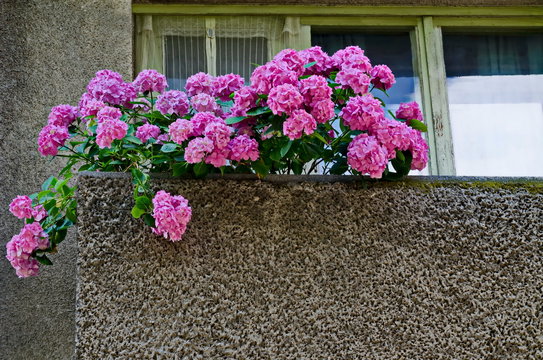 Background Of Multiple Rose Hydrangea Plant Or Hortensia Flower In Balcony, Sofia, Bulgaria 