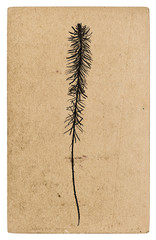 Recycled paper texture plant silhouette Kraft carton background