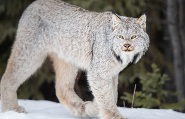 Canadian lynx in the wild