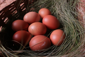 Brown free range chicken eggs in nest inside natural fiber basket