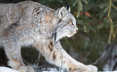 Naklejka premium Ryś kanadyjski na wolności