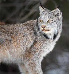 Canadian lynx in the wild